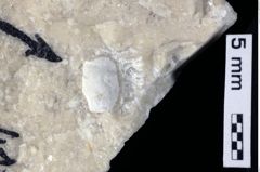 Foto (Detailansicht) von Decapoda indet. (NHMW-GEO-1990-0041-0410)